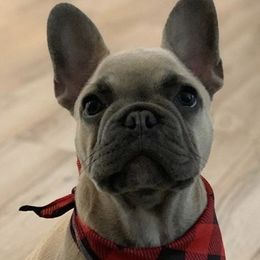 French Bulldog All Grown Up from Ross Family Frenchies