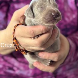 Cruz - Silver gray male Weimaraner puppy in Aitkin, Minnesota from Whispering’s GunDogs