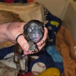 Nellie - Brindle female Shih Tzu puppy in Cook County, Illinois from My Tzu Crew
