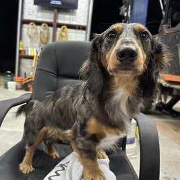 Dachshunds from Two D Doxies