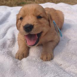 Zinnia- Light blue collar (4th pick female) - Dark golden female Golden Retriever puppy in Tenino, Washington from Oak River Goldens'
