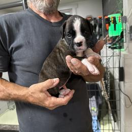 Liberty - Brindle female Boxer puppy in Taft, Tennessee from Hillbillie Boxers