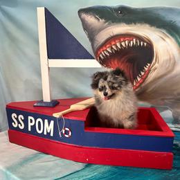Halle - Blue merle female Pomeranian puppy in Lyons, Georgia from Its a Poms Life Kennel