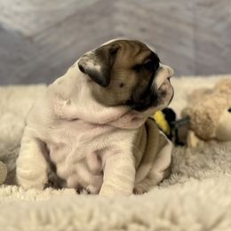 Bulldog Puppies from Sweet Rolls
