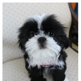 Lady - Black and white female Shih Tzu puppy in Ellington, Connecticut from Home Brew Shih Tzu
