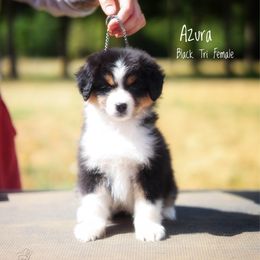 Azura - Black tri female Miniature American Shepherd puppy in Battle Ground, Washington from Casita Miniature American Shepherds