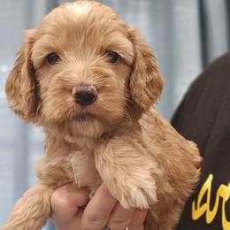Ollie - Buff and white male Cockapoo puppy in Mocksville, North Carolina from Hunting Creek Kennels & Farm