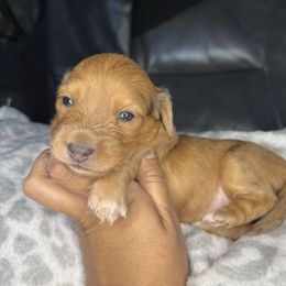 Wendy - Dapple female Dachshund puppy in Menifee, California from TeenieWeenieDoxies