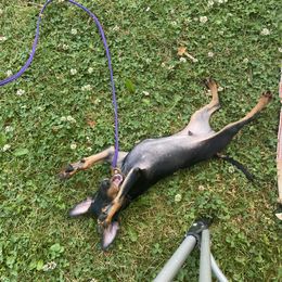 Manchester Terrier Puppies from Maximal Manchester Terriers