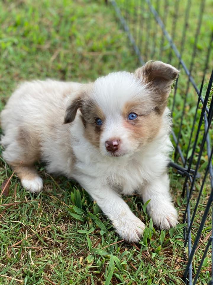 Shepperd Dogs Ranch Thomas Ranch in Oklahoma | Miniature American Shepherd puppies | Good Dog