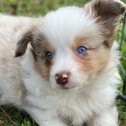 Miniature American Shepherds from Thomas Ranch