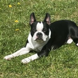 Stitch - Boston Terrier