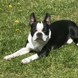 Stitch - Boston Terrier