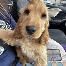Cocker Spaniel and English Cocker Spaniel Puppies from CuttinBlue Farms