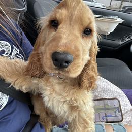 Cocker Spaniel and English Cocker Spaniel Puppies from CuttinBlue Farms