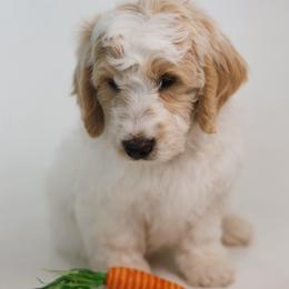 Aston Martin - Parti male Goldendoodle puppy in Pleasant Grove, Utah from Canterbury Canines