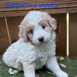 Tully - Cream male Aussiedoodle puppy in Redding, California from House Merrills Minis and Doodles