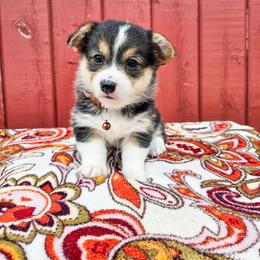 Myrre - Black and tan female Pembroke Welsh Corgi puppy in Fortine, Montana from North Star Pembroke Welsh Corgi's