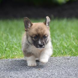 Happy - Red female Pembroke Welsh Corgi puppy in Lititz, Pennsylvania from GoldStar Corgis (License Number 18519)