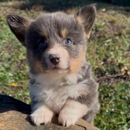 Willow - Blue female Pembroke Welsh Corgi puppy in Beggs, Oklahoma from Blue Diamond Corgi’s