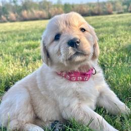 Meadow - Light golden female Golden Retriever puppy in Doniphan, Missouri from Stockford’s Golden Retrievers