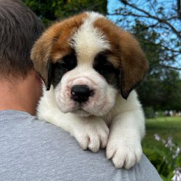 Orange Collar - Brown and white female Saint Bernard puppy in New York from Johnson Farms