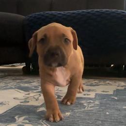 Black Sable - Fawn male American Bully puppy in Union County, North Carolina from XLRG BULLIES