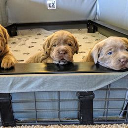 Dilute Retriever Puppies from Chehalem Valley Labradors