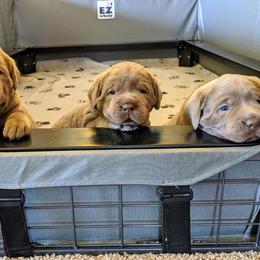 Dilute Retriever Puppies from Chehalem Valley Labradors