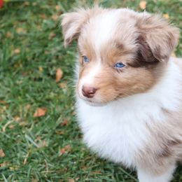 Komodo - Red merle male Australian Shepherd puppy in Colorado from Firestone Australian Shepherds