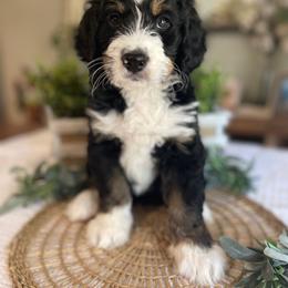 Bernedoodle and Goldendoodle Puppies from Apricot Roots Doodles