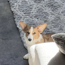 American Corgi and Pembroke Welsh Corgi Puppies from Beebe’s Corgis