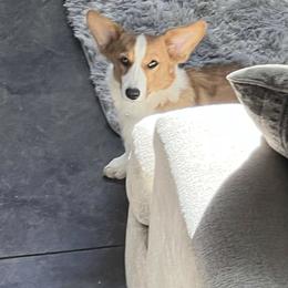 American Corgi and Pembroke Welsh Corgi Puppies from Beebe’s Corgis