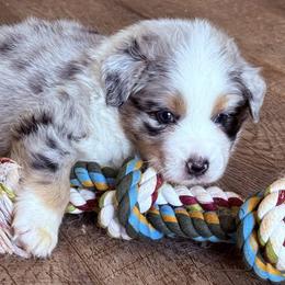 Murphey - Blue merle male Australian Shepherd puppy in Celina, Tennessee from CumberlandRidge Australian Shepherds