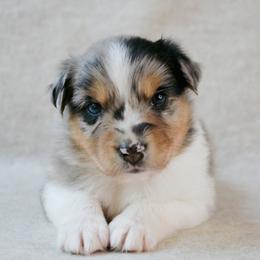 Roper - Blue merle male Australian Shepherd puppy in Aberdeen, North Carolina from Huckleberry Hill Aussies LLC.