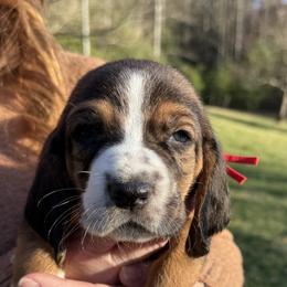 Basset Hound Puppies from CK Beagles & Bassets