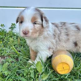 Mac - Red merle male Aussiedoodle puppy in Hempstead, Texas from Young Gun Aussies