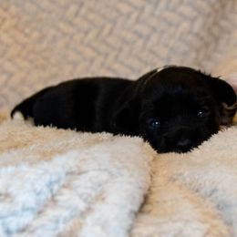 Lowchen Puppies from Dragonne Lowchen