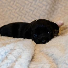 Lowchen Puppies from Dragonne Lowchen