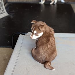 Siberian Husky Puppies from Wyant Farms