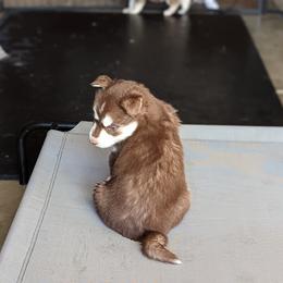 Siberian Husky Puppies from Wyant Farms