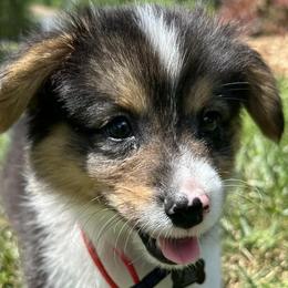 American Corgis and Pembroke Welsh Corgis from H&B Corgi’s