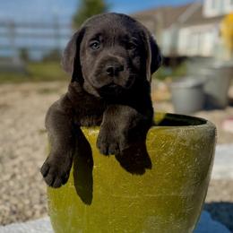 Oakley (Blue Collar) - Charcoal male Dilute Retriever puppy in Baldwin City, Kansas from Hedge Lane Labradors