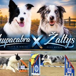 Border Collie puppies from Beyond Border Collies