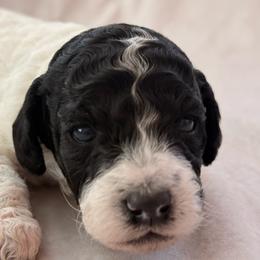 Belle - Parti female Goldendoodle puppy in Saint Louis, Missouri from Jax Doodles