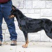 Beaucerons from RiverStyx Beaucerons