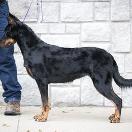 Beaucerons from RiverStyx Beaucerons