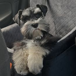 Cowboy - Miniature Schnauzer