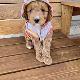Goldendoodle and Poodle Puppies from Krispy Doodles