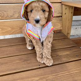 Goldendoodle and Poodle Puppies from Krispy Doodles